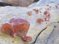 Auricularia auricula-judae - almindelig judasøre : svampe