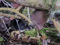 Auricularia auricula-judae - almindelig judasøre : svampe