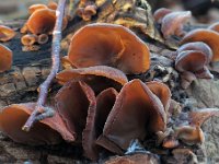 Auricularia auricula-judae - almindelig judasøre : svampe