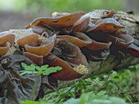 Auricularia auricula-judae - almindelig judasøre : judasøre