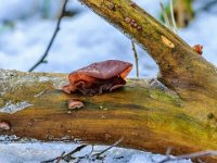 Auricularia auricula-judae - almindelig judasøre : judasøre