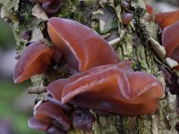 Auricularia auricula-judae - almindelig judasøre