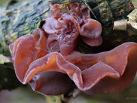 Auricularia auricula-judae - almindelig judasøre