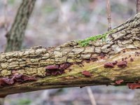 Auricularia auricula-judae - almindelig judasøre : judasøre