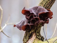 Auricularia auricula-judae - almindelig judasøre : judasøre