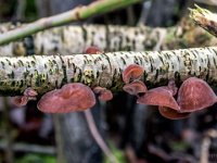 Auricularia auricula-judae - almindelig judasøre : judasøre