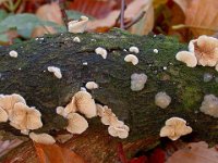 Exidia nucleata - klar bævretop  sammen med Crepidotus variabilis - forskelligformet muslingesvamp