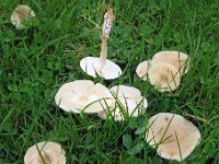 Clitocybe agrestis - 