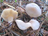 Clitocybe fragrans . Vellugtende tragthat : svampe