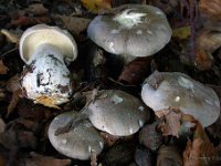 Clitocybe nebularis - Tåge-tragthat
