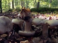 Clitocybe nebularis - Tåge-tragthat  Fløjstrup Skov, okt. 2006 Syn.: Lepista nebularis : Svampe, tåge-tragthat