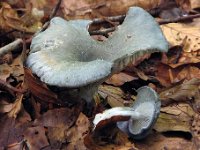 Clitocybe odora  - Anis-tragthat 