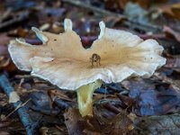 Infundibulicybe gibba  - Almindelig tragthat  Syn.: Clitocybe gibba, Clitocybe infundibuliformis : Svampe, alm. tragthat, tragthatte