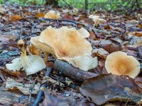 Infundibulicybe gibba  - Almindelig tragthat
