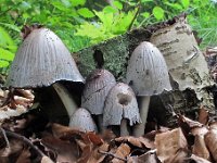 Coprinopsis atramentaria - Almindelig blækhat 