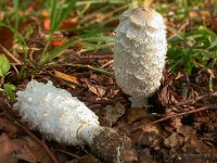 Coprinus comatus - Stor parykhat  [#Beginning of Shooting Data Section] Nikon COOLPIX995  Focal Length: 11.3mm  White Balance: Direct sunlight  Digital Zoom Ratio: 1.00  2005/10/10 14:15:32  Exposure Mode: Manual  AF Mode: AF-C  Saturation comp: 0  JPEG (8-bit) Fine  Metering Mode: Partial  Tone Comp.: Auto  Sharpening: Normal  Image Size: 2048 x 1536  1/15 sec - F/8.5  Flash Sync Mode: Not Attached  Noise Reduction: Off  Color  Exposure Comp.: 0 EV  Converter Lens: None  Sensitivity: ISO 100  [#End of Shooting Data Section]