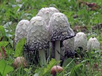 Coprinus comatus - Stor parykhat