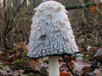 Coprinus comatus - Stor parykhat