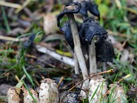 Coprinus comatus - Stor parykhat : stor parykhat