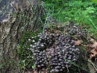 Coprinellus disseminatus - Bredsået blækhat : divsort, svampe