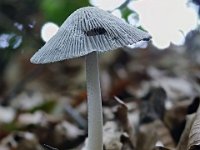 Coprinopsis lagopus - Dunstokket blækhat 