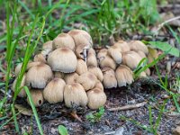 Coprinellus micaceus - Glimmer-blækhat 
