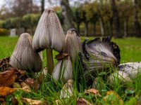 Coprinopsis romagnesiana - Brunskællet blækhat 
