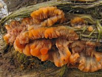 Phlebia radiata - Stråle-åresvamp