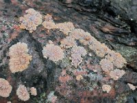 Phlebia radiata - Stråle-åresvamp : svanpe