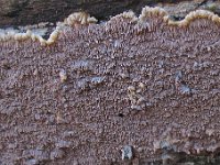 Phlebia rufa - Ege-åresvamp