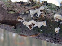 Phlebia tremellosa - Bævrende åresvamp 