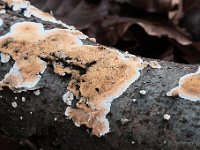Steccherinum ochraceum - Almindelig skønpig 