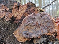 Stereum rugosum - Rynket lædersvamp
