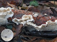 Meruliopsis corium - Læder-åresvamp 