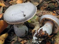 Cortinarius alboviolaceus - lysviolet slørhat