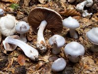 Cortinarius alboviolaceus - lysviolet slørhat