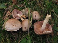 Cortinarius anomalus - gulfnugget slørhat