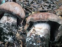 Cortinarius aprinus - vildsvine-slørhat (i bred forstand) : cortinasrius, svampe