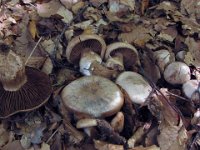 Cortinarius aprinus - vildsvine-slørhat (i bred forstand) : svampe