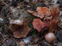 Cortinarius bolaris - cinnoberskællet slørhat : cinnoberød slørhat