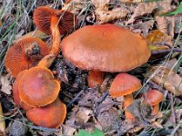 Cortinarius cinnabarinus -  cinnober-slørhat