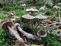 Cortinarius flexipes - pelargonie-slørhat 