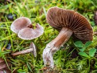 Cortinarius vernus - sommer-slørhat : pelargonie-slørhat