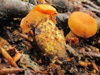 Cortinarius limonius - orangegul slørhat
