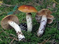 Cortinarius collinitus - spættet slørhat