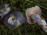 Cortinarius croceocaeruleus  - blågullig slørhat