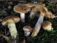 Cortinarius elatior - høj slørhat