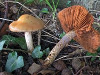 Cortinarius trivialis s.l. - brunslimet slørhat i bred forstand