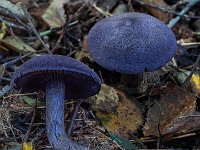 Cortinarius violaceus - mørkviolet slørhat : mørkviolet slørhat, slørhatte, svampe
