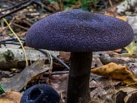 Cortinarius violaceus - mørkviolet slørhat